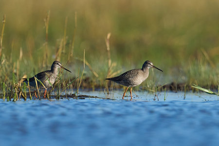 Spotted redshank (Tringa erythropus) in its natural environment