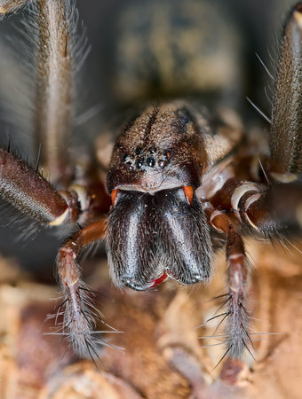 Super macro closeup of the Giant house spider (Eratigena atrica)