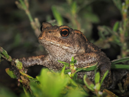 European toad (Bufo bufo) in its natural environment
