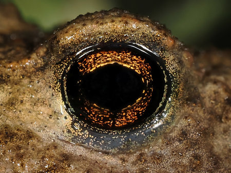 European toad (Bufo bufo) in its natural environmentの写真素材