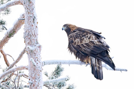 Golden eagle in its natural environment