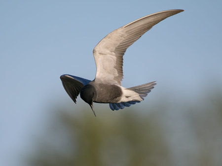 Black tern (Chlidonias niger) in its natural environment
