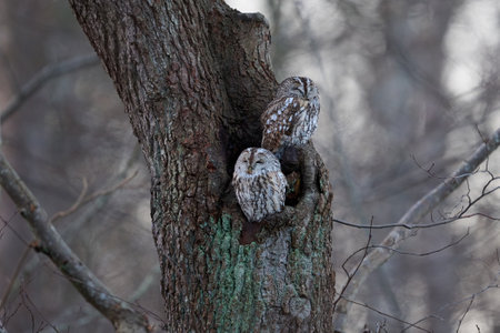 Tawny owl (Strix aluco) in its natural environmentの写真素材