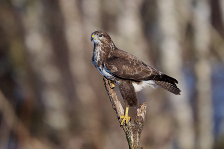 Common buzzard (Buteo buteo) in its natural environment