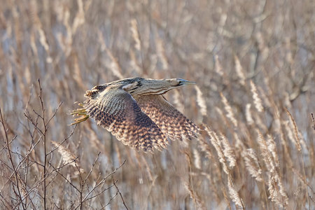 Eurasian bittern (Botaurus stellaris) in its natural environment