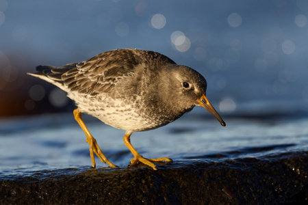 Purple sandpiper (Calidris maritima) in its natural environment