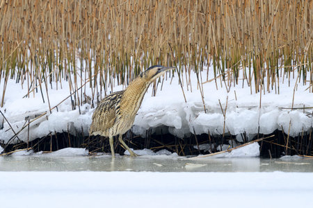 Eurasian bittern (Botaurus stellaris) in its natural environment