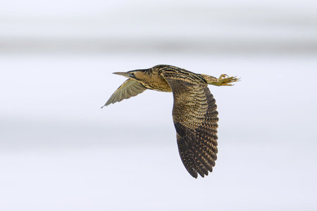 Eurasian bittern (Botaurus stellaris) in its natural environment