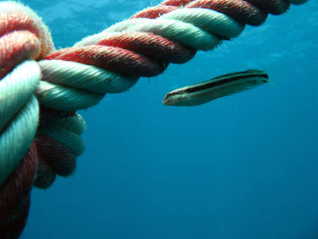 Underwater Pictureの写真素材