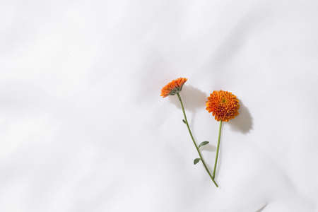 Top view of voile fabric background with two orange flowers and space for textの写真素材