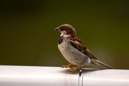 Passer domesticus, House Sparrow, Old World sparrow grasping cable fence