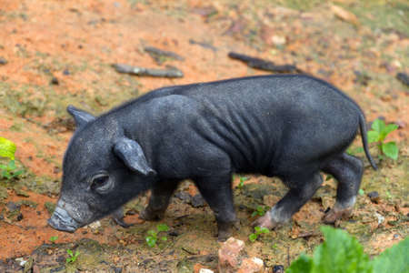 Thai pigletの写真素材
