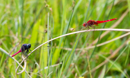 Dragonfly stand offの写真素材