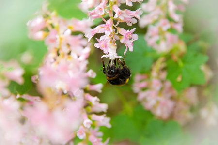 Bee on soft colorsの写真素材