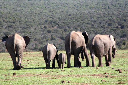 Elephant family backsideの写真素材