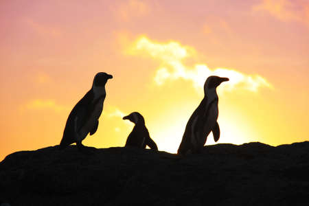Sunrise penquinsの写真素材
