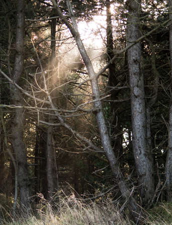 Forest beamsの写真素材