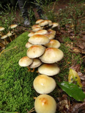Autumn fungi on a treeの写真素材