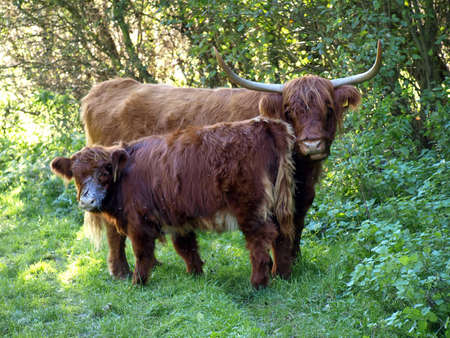 Highland Cattleの写真素材
