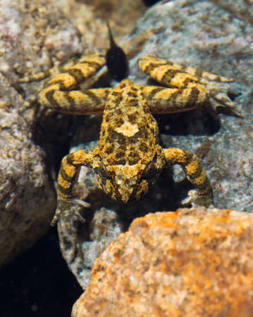 Frog in a mountain lake in Corsicaの写真素材