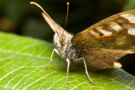 Close up butterfly in spring