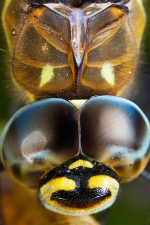 Macro portrait of a dragonfly