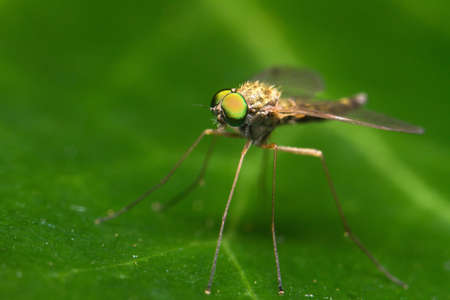 Long legged fly on a leafの写真素材