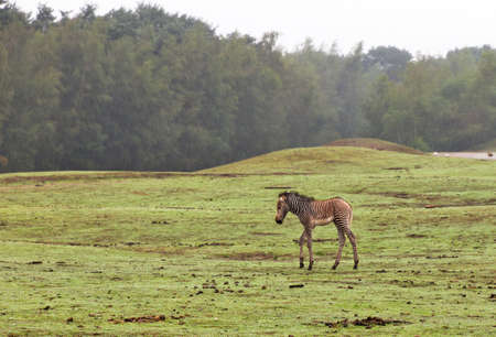 Little new born zebra alone in the fieldの写真素材