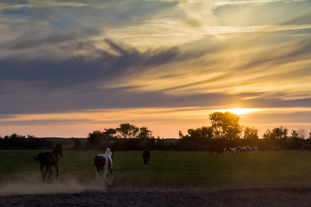 Horses running at sunset in the Netherlandsの写真素材