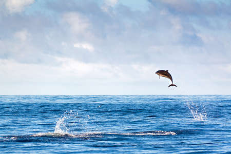 Dolphin jumping high out of the water at the Azoresの写真素材