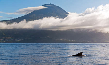 Whale Azores with mountain Pico in the backgroundの写真素材