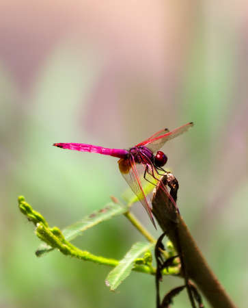 Male Crimson Marsh Glider, Trithemis aurora  dragonfly in Thailandの写真素材