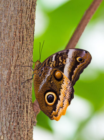 Owl butterfly in the genus Caligo
