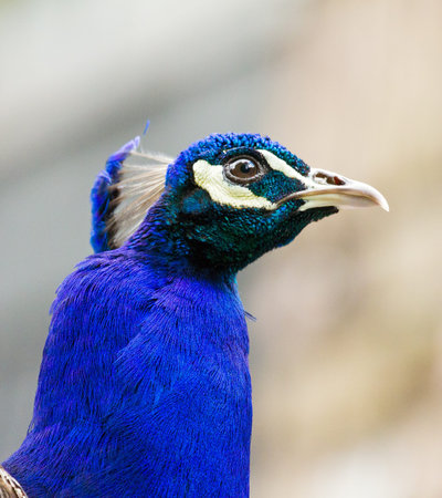 Portrait of a suspicious peacock