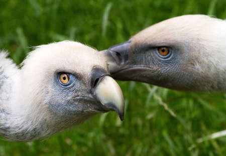 Vultures putting the heads togetherの写真素材