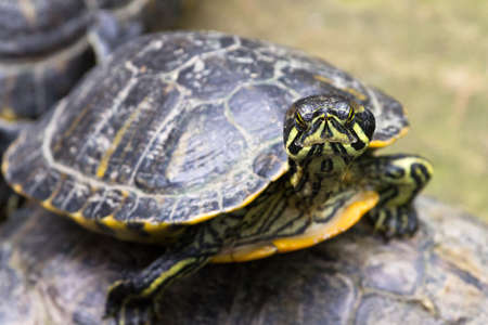 close up of a tough little turtleの写真素材