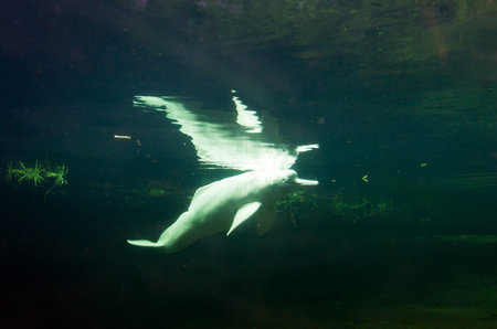 Inia geoffrensis, commonly known as the Amazon river dolphin
