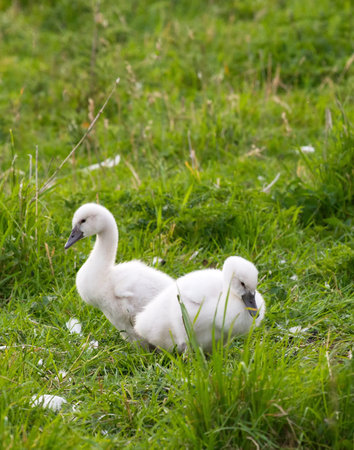 Swan chicks in a fieldの写真素材