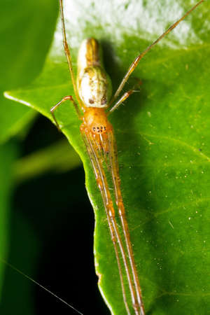 long jawed spider  family Tetragnathidae  on a leaf stretchingの写真素材