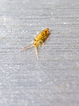 Springtail, Orchesella cincta, on a metal surface background 