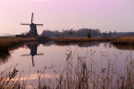 Dutch mill reflected in the lake behind the reed at sunsetの写真素材