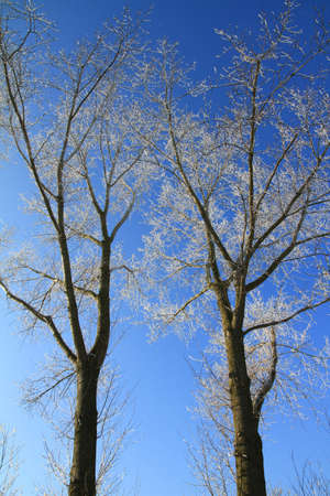Snowed trees in winter against a clear blue skyの写真素材