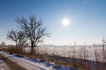 Winter landscape in the Netherlands on a sunny dayの写真素材