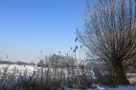 Willow in winter in the Netherlandsの写真素材