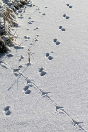 Animal tracks in the snowの写真素材
