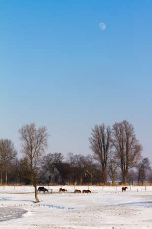 Early moon over a winter landscape in the Netherlandsの写真素材