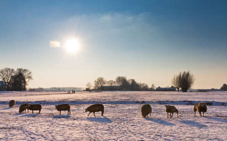 Dutch scene with sheeps grazing in the snow on a sunny day in winter の写真素材