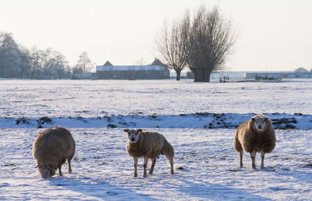 Sheeps in a winter landscapeの写真素材