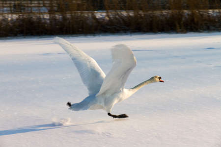 Swan taking off from a frozen snowy river in winter in the Netherlandsの写真素材