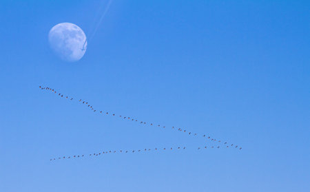 Large flock of geese and a plane passing the moon at the same time